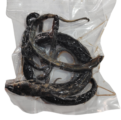 carnada al vacio gran pique Anguila para dorado y surubi