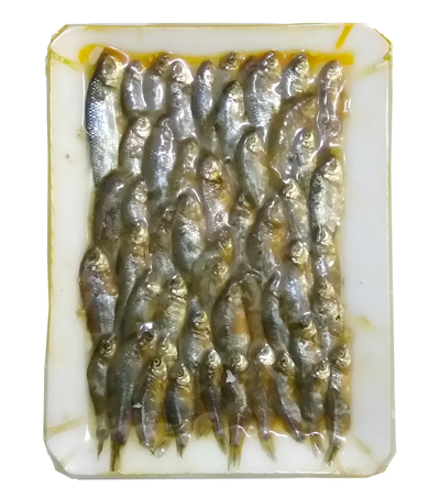 Carnadas - Mojarras en bandeja al vacio Carnada