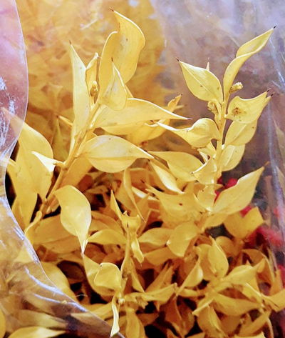 Ruscus
