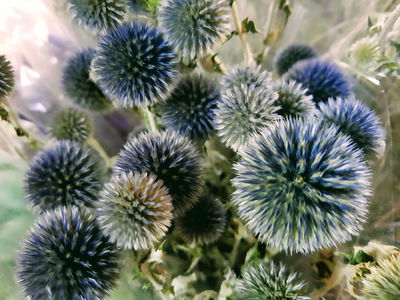 Echinops