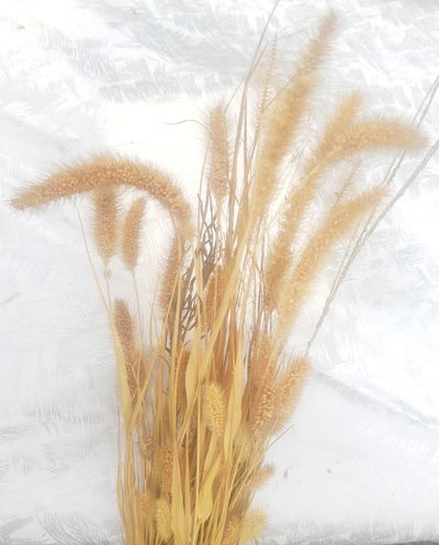 Setaria