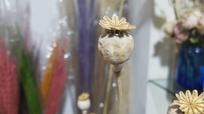 Amapolas grandes