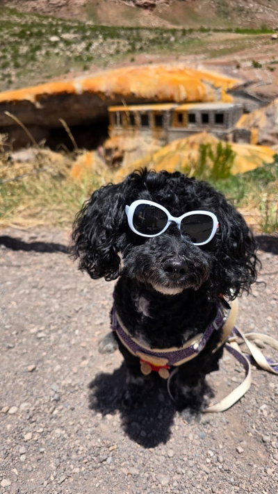 Gafas de sol de colores