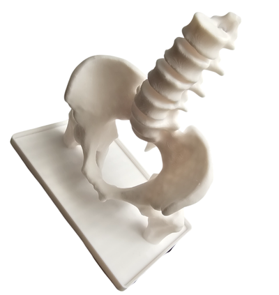 Pelvis
