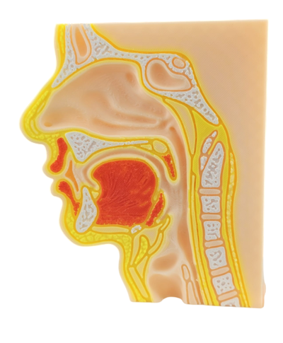 Vías respiratorias y digestivas altas 