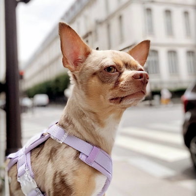 'LILA' - ARNES COMFORT