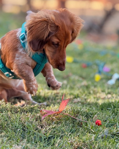 'TURQUESA' - ARNES COMFORT