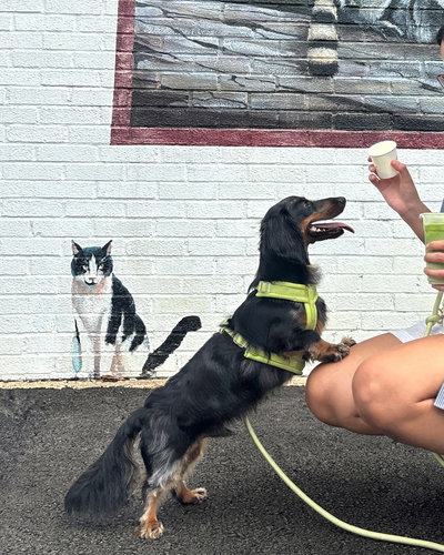 'LIMA' - ARNES COMFORT