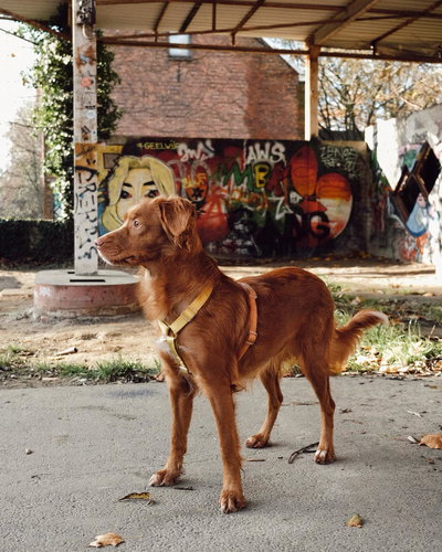 'SUNSHINE' - Pretal H