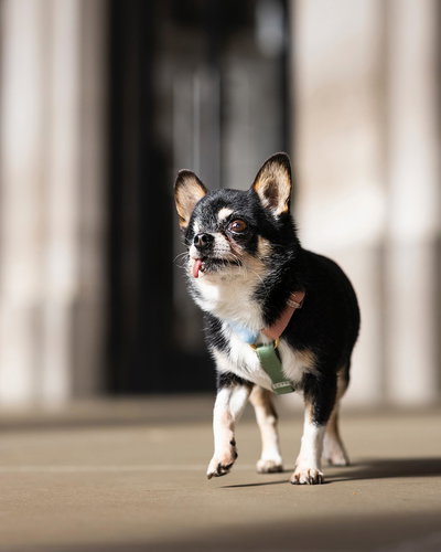 'RAINBOW' - Pretal H