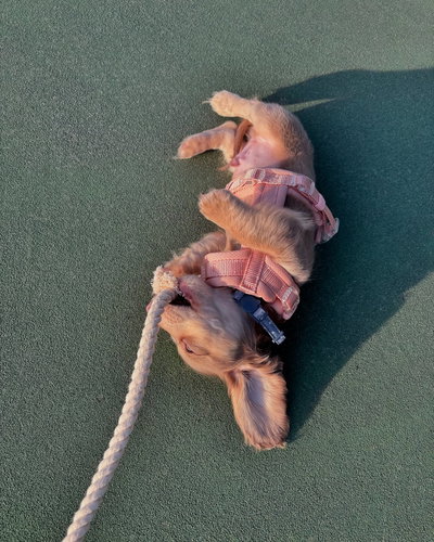 'ROSA / PEACH' - ARNES COMFORT