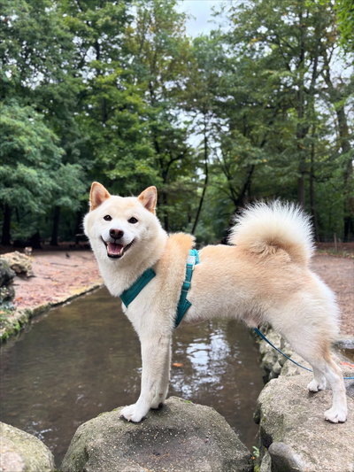 'TURQUESA' - ARNES COMFORT