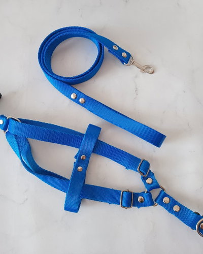 Pechera + correa azul