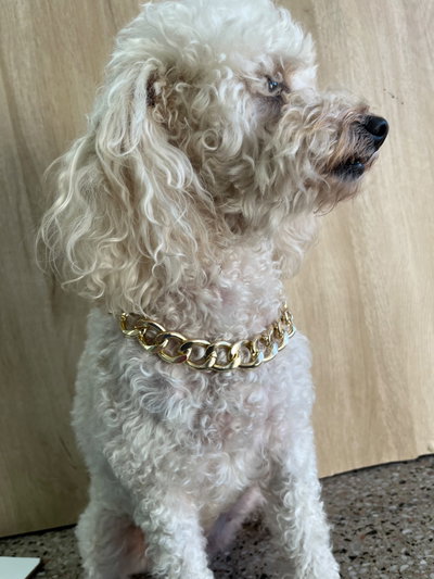 Collar de cadena para mascotas 
