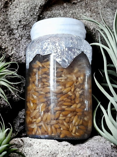 🌾Grano de avena🌾 precocido esteril