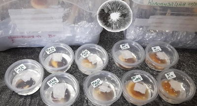 🧬Sellos DE ESPORAS