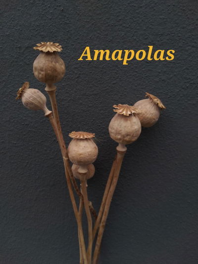 Amapolas