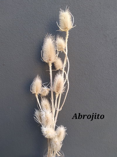 Abrojito/ Cardos