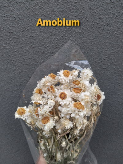 Amobium
