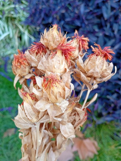 Azafran