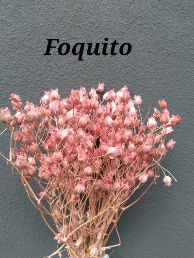 Foquito