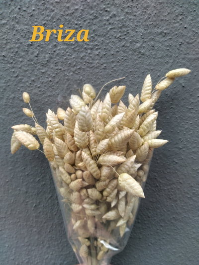 Briza