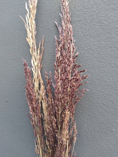 Sorgo
