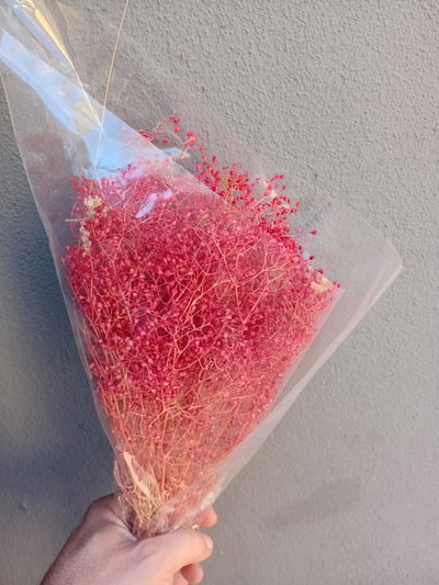 Paniculata