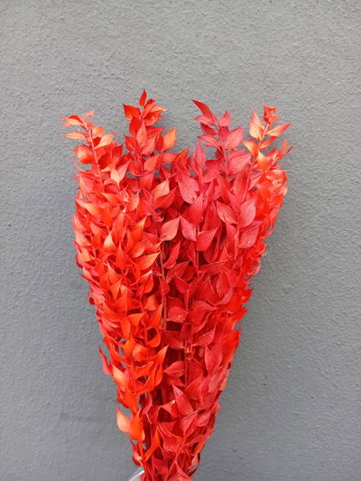 Ruscus