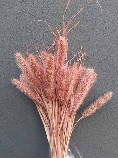 Setaria blanqueada