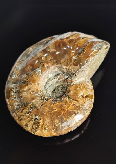 Ammonite. Entero