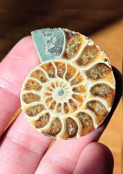 Ammonite. Una Cara Pulida