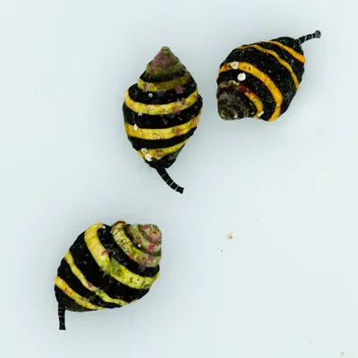 Pusiostoma (Engina) Mendicaria