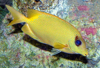 Teuthis Corallinus