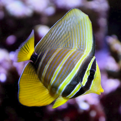 Zebrasoma Veliferum