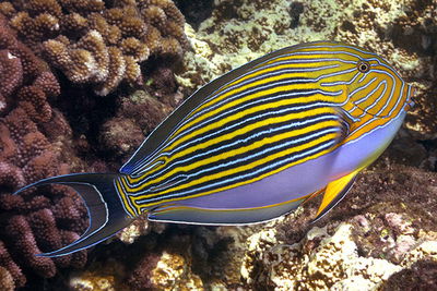 Acanthurus Lineatus