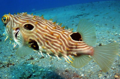 Chilomycterus Schoepfi