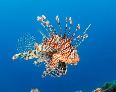 Pterois Volitans