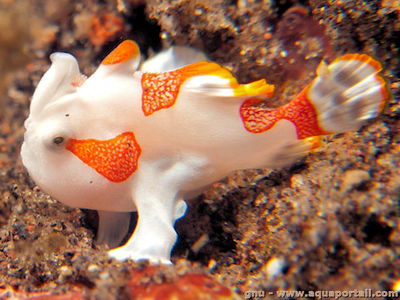 Antennarius Maculatus