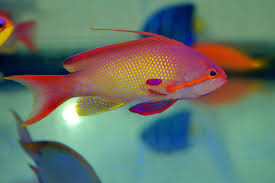 Pseudanthias Squamipinnis- Male