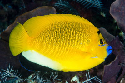 Apolemichthys Trimaculatus