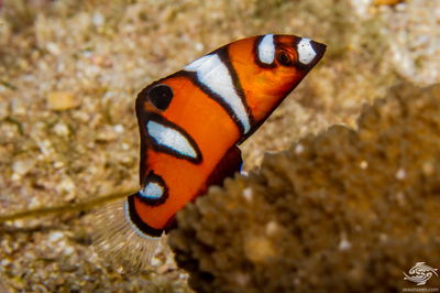 Coris Africana Formosa