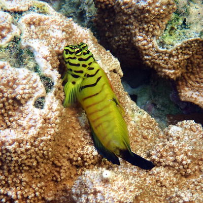 Cirripectes Castaneus