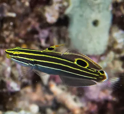 Amblygobius Hectori