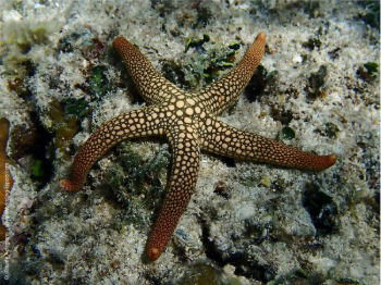 Nardoa Sp. (Starfish)