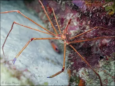 Stenorhynchus Seticornis