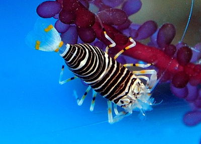 Gnathophyllum Americanum