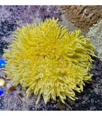 Heteractis Malu-YELLOW MILKY ANEMONE