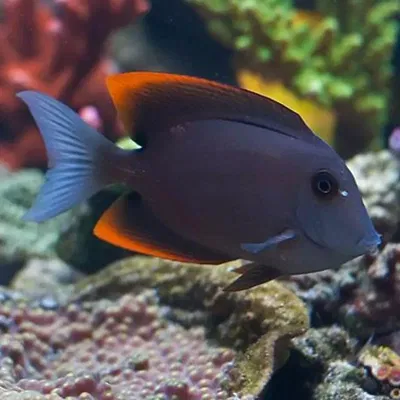 Ctenochaetus Tominiensis