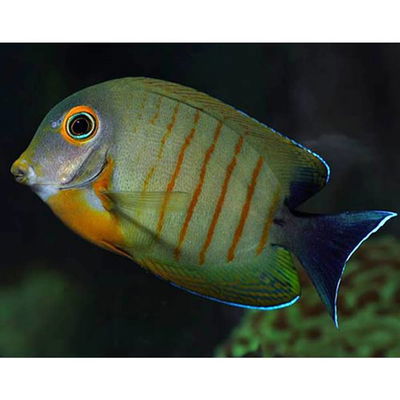 Acanthurus Tristis